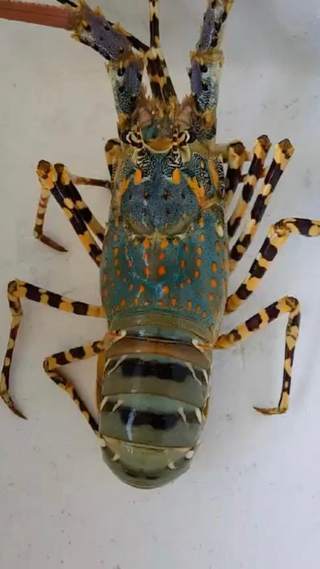 Live Pearl/Rainbow Lobsters (Panulirus Ornatus) from Indonesia